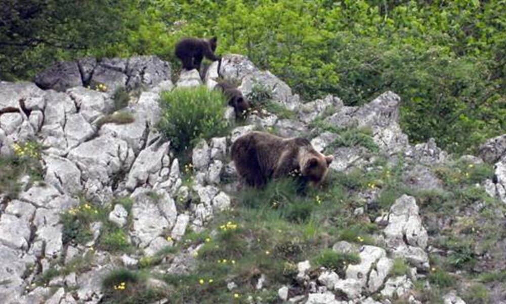 La renaturalización puede facilitar el retorno de grandes carnívoros, como los osos, que desempeñan un papel importante en los ecosistemas. Imagen: Vincenzo Penteriani (MNCN/CSIC)