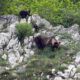 La renaturalización puede facilitar el retorno de grandes carnívoros, como los osos, que desempeñan un papel importante en los ecosistemas. Imagen: Vincenzo Penteriani (MNCN/CSIC)