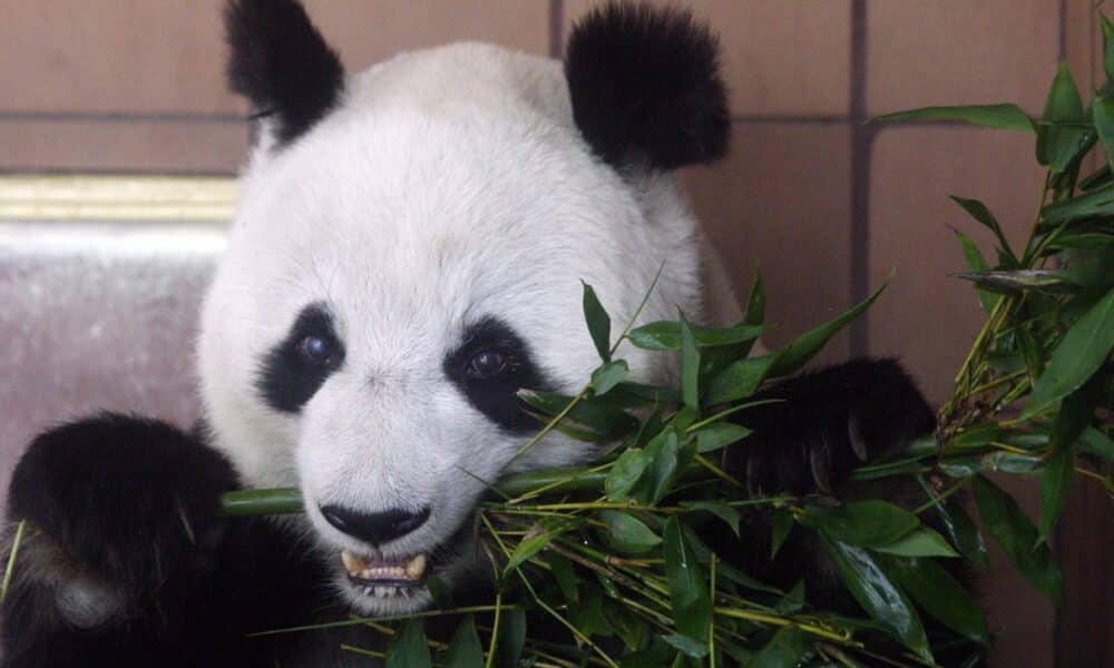 El macho Yun Chuan, de 5 años, y la hembra Xin Bao, de casi 4, llegaron a California a finales de junio después de un largo viaje desde una de las reservas de pandas de Ya'an (provincia de Sichuan, China), como parte de un acuerdo de cooperación en la protección de esta especie firmado entre los dos países. Imagen de archivo. EFE/ALEX CRUZ