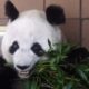 El macho Yun Chuan, de 5 años, y la hembra Xin Bao, de casi 4, llegaron a California a finales de junio después de un largo viaje desde una de las reservas de pandas de Ya'an (provincia de Sichuan, China), como parte de un acuerdo de cooperación en la protección de esta especie firmado entre los dos países. Imagen de archivo. EFE/ALEX CRUZ