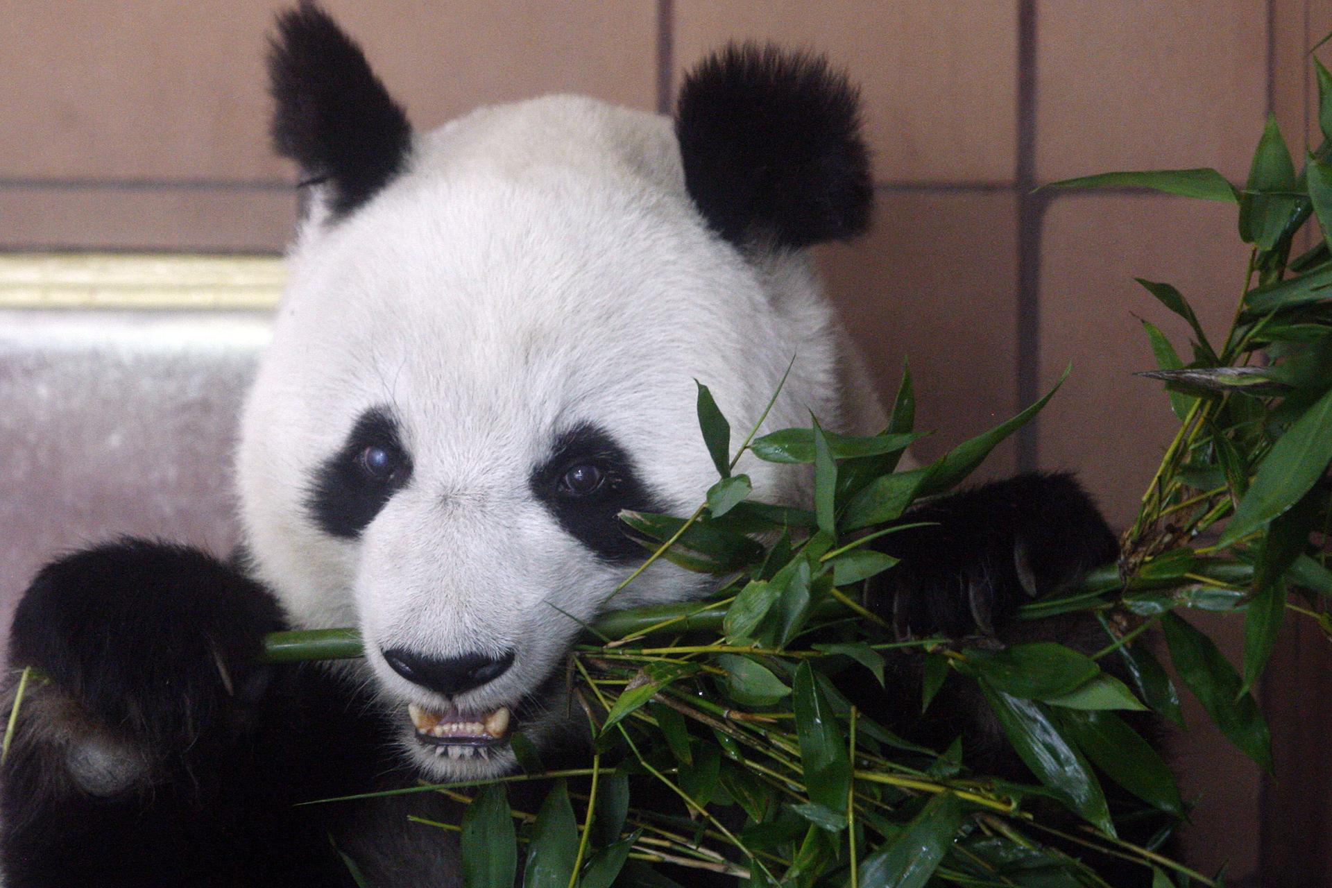 El macho Yun Chuan, de 5 años, y la hembra Xin Bao, de casi 4, llegaron a California a finales de junio después de un largo viaje desde una de las reservas de pandas de Ya'an (provincia de Sichuan, China), como parte de un acuerdo de cooperación en la protección de esta especie firmado entre los dos países. Imagen de archivo. EFE/ALEX CRUZ