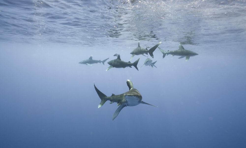 Fotografía sin fecha específica de toma cedida por Andy Mann que muestra tiburones. EFE/Andy Mann /SOLO USO EDITORIAL/NO VENTAS/SOLO DISPONIBLE PARA ILUSTRAR LA NOTICIA QUE ACOMPAÑA/CRÉDITO OBLIGATORIO