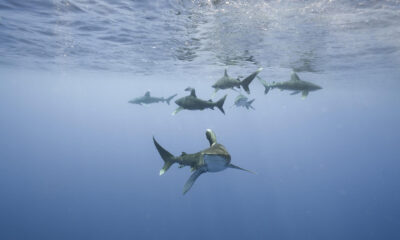 Fotografía sin fecha específica de toma cedida por Andy Mann que muestra tiburones. EFE/Andy Mann /SOLO USO EDITORIAL/NO VENTAS/SOLO DISPONIBLE PARA ILUSTRAR LA NOTICIA QUE ACOMPAÑA/CRÉDITO OBLIGATORIO