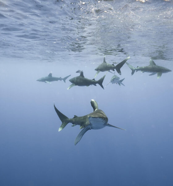 Fotografía sin fecha específica de toma cedida por Andy Mann que muestra tiburones. EFE/Andy Mann /SOLO USO EDITORIAL/NO VENTAS/SOLO DISPONIBLE PARA ILUSTRAR LA NOTICIA QUE ACOMPAÑA/CRÉDITO OBLIGATORIO