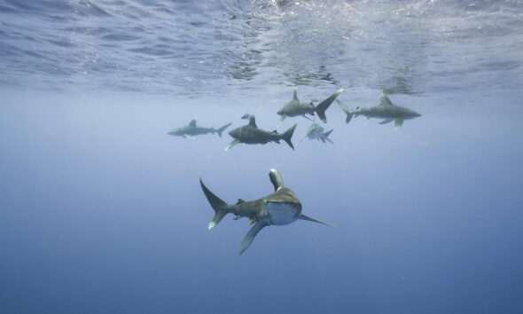 Fotografía sin fecha específica de toma cedida por Andy Mann que muestra tiburones. EFE/Andy Mann /SOLO USO EDITORIAL/NO VENTAS/SOLO DISPONIBLE PARA ILUSTRAR LA NOTICIA QUE ACOMPAÑA/CRÉDITO OBLIGATORIO