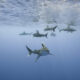 Fotografía sin fecha específica de toma cedida por Andy Mann que muestra tiburones. EFE/Andy Mann /SOLO USO EDITORIAL/NO VENTAS/SOLO DISPONIBLE PARA ILUSTRAR LA NOTICIA QUE ACOMPAÑA/CRÉDITO OBLIGATORIO