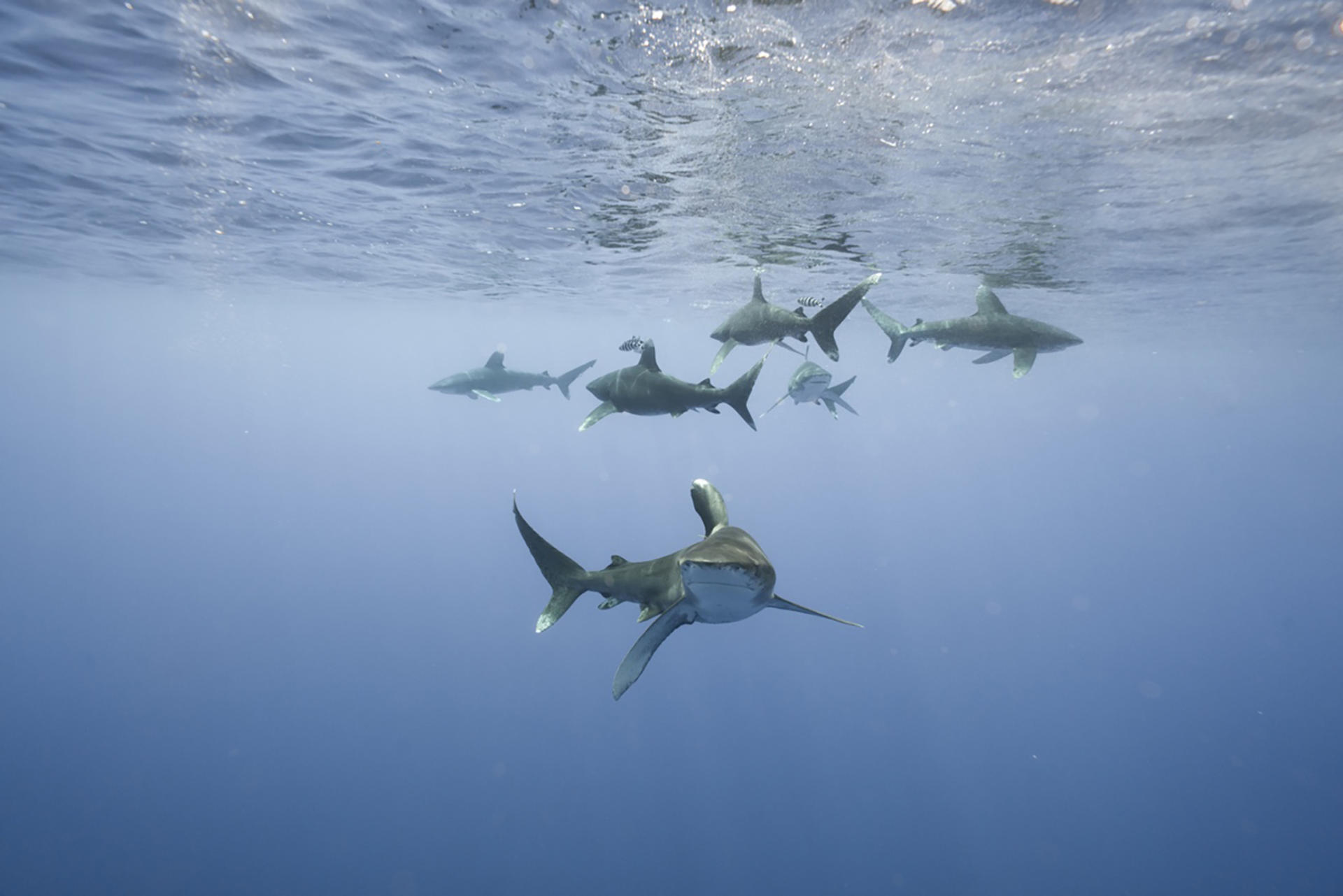 Fotografía sin fecha específica de toma cedida por Andy Mann que muestra tiburones. EFE/Andy Mann /SOLO USO EDITORIAL/NO VENTAS/SOLO DISPONIBLE PARA ILUSTRAR LA NOTICIA QUE ACOMPAÑA/CRÉDITO OBLIGATORIO