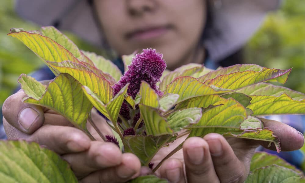 Fotografía cedida el 19 de agosto por la Secretaría de Agricultura y Desarrollo Rural (Sader) de una productora mostrando la flor de amaranto en Ciudad de México (México). EFE/Sader/SOLO USO EDITORIAL/SOLO DISPONIBLE PARA ILUSTRAR LA NOTICIA QUE ACOMPAÑA (CRÉDITO OBLIGATORIO).