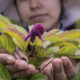 Fotografía cedida el 19 de agosto por la Secretaría de Agricultura y Desarrollo Rural (Sader) de una productora mostrando la flor de amaranto en Ciudad de México (México). EFE/Sader/SOLO USO EDITORIAL/SOLO DISPONIBLE PARA ILUSTRAR LA NOTICIA QUE ACOMPAÑA (CRÉDITO OBLIGATORIO).