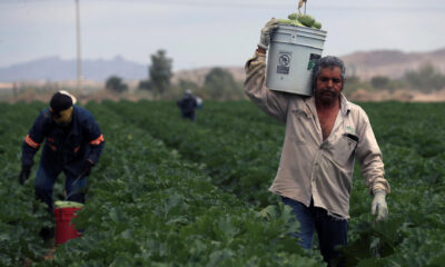 Campesinos recolectan calabacitas (calabacines) en un campo en el municipio de Samalayuca (México). Imagen de archivo. EFE/ Luis Torres