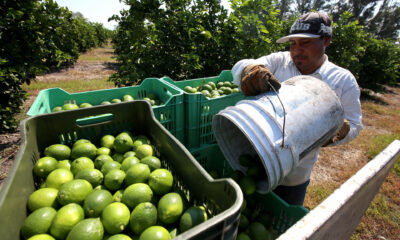 Empleados de la cosecha del limón trabajan en la recolecta del cítrico en México. Imagen de archivo. EFE/Ulises Ruiz Basurto