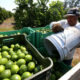 Empleados de la cosecha del limón trabajan en la recolecta del cítrico en México. Imagen de archivo. EFE/Ulises Ruiz Basurto