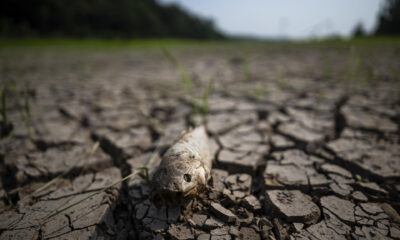 Fotografía donde se observa un pez muerto en el lago Puraquequara, el 18 de septiembre de 2024, en Manaos (Brasil). EFE/ Raphael Alves