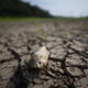 Fotografía donde se observa un pez muerto en el lago Puraquequara, el 18 de septiembre de 2024, en Manaos (Brasil). EFE/ Raphael Alves