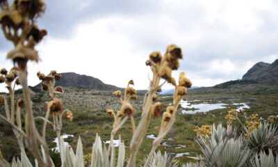 Fotografía del páramo de Chingaza, en el municipio de La Calera (Colombia). EFE/ Daniela Cóndor