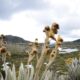 Fotografía del páramo de Chingaza, en el municipio de La Calera (Colombia). EFE/ Daniela Cóndor