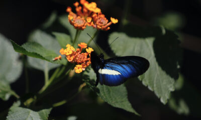 Una mariposa descansa sobre una ejemplar de flor Lantana en Jardín Botánico de Cali, en Cali (Colombia). EFE/ Ernesto Guzmán Jr