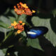 Una mariposa descansa sobre una ejemplar de flor Lantana en Jardín Botánico de Cali, en Cali (Colombia). EFE/ Ernesto Guzmán Jr