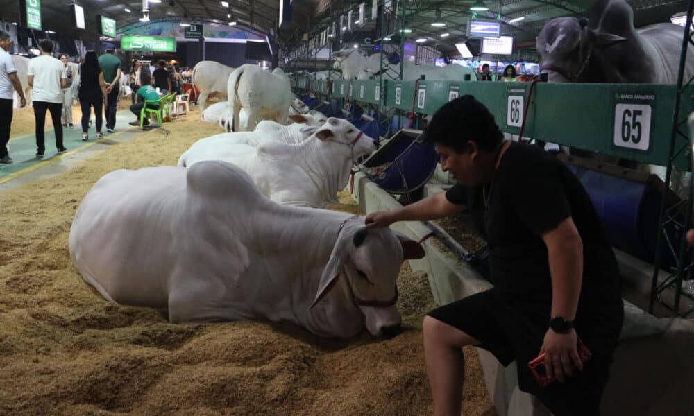 Fotografía de vacas lecheras expuestas en la edición 48 de la Feria Internacional de Santa Cruz - Expocruz 2024, el mayor evento empresarial de Bolivia, este viernes en Santa Cruz (Bolivia). EFE/Juan Carlos Torrejón