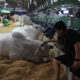 Fotografía de vacas lecheras expuestas en la edición 48 de la Feria Internacional de Santa Cruz - Expocruz 2024, el mayor evento empresarial de Bolivia, este viernes en Santa Cruz (Bolivia). EFE/Juan Carlos Torrejón