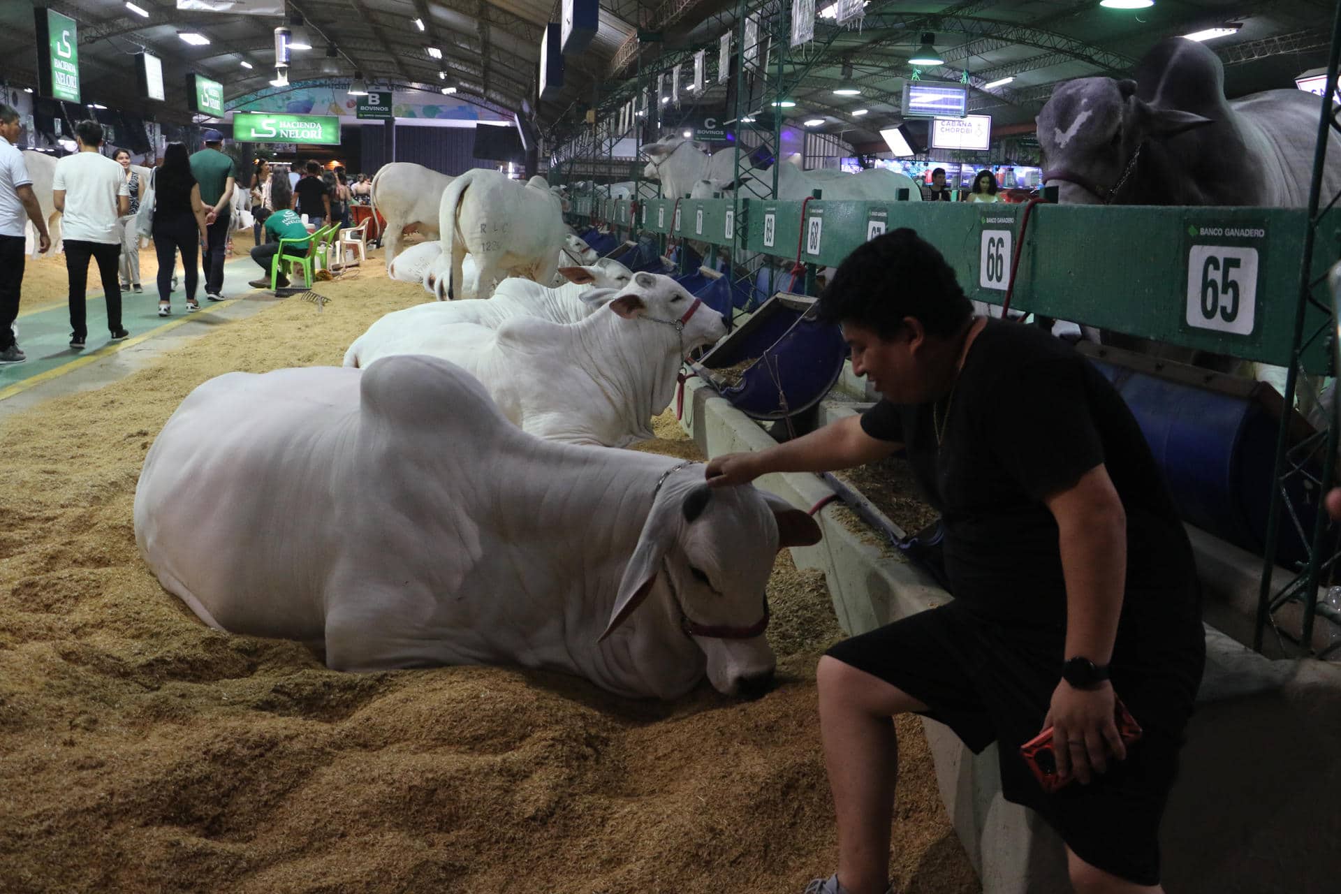 Fotografía de vacas lecheras expuestas en la edición 48 de la Feria Internacional de Santa Cruz - Expocruz 2024, el mayor evento empresarial de Bolivia, este viernes en Santa Cruz (Bolivia). EFE/Juan Carlos Torrejón