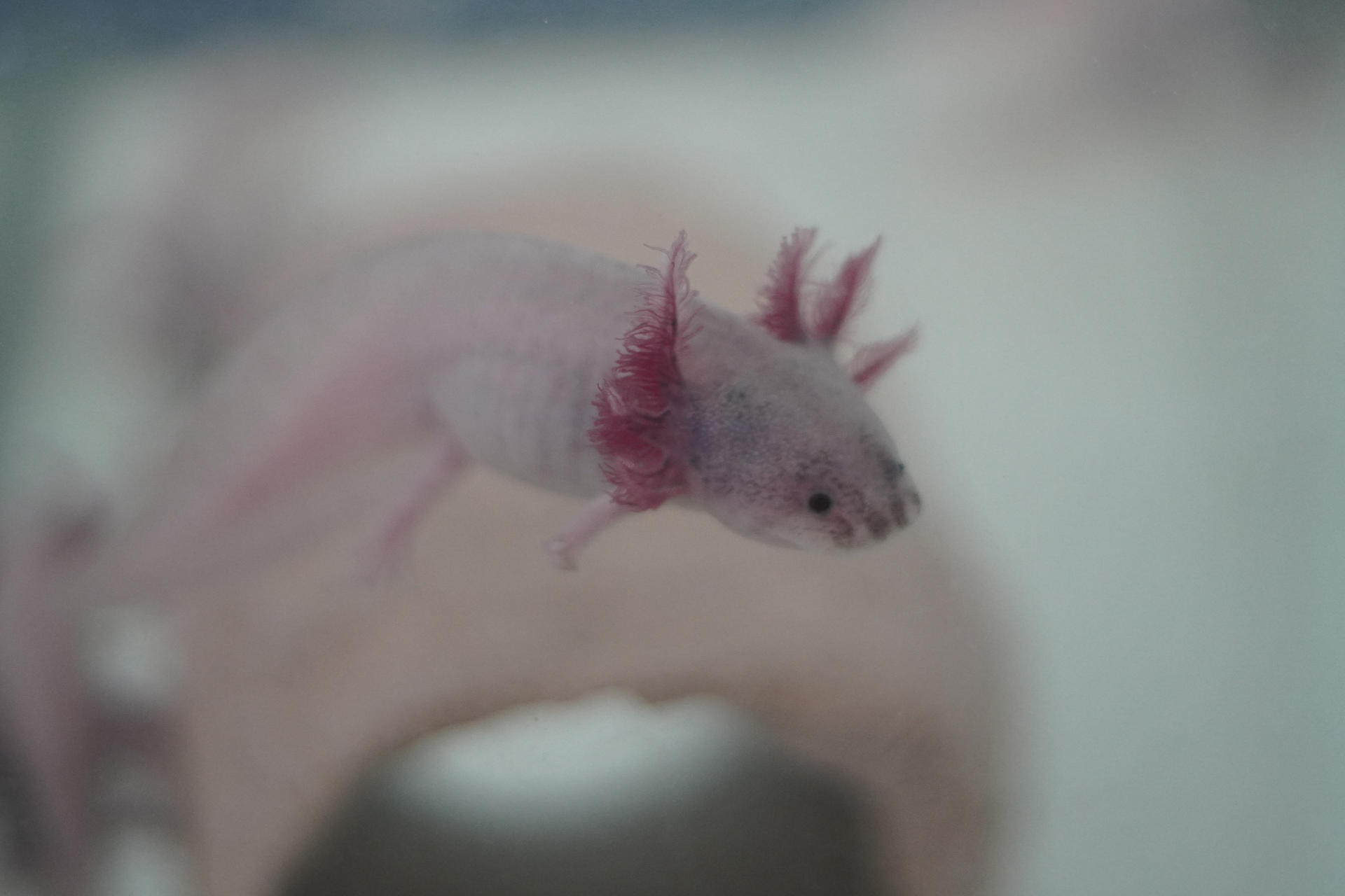 Fotografía de un ejemplar de ajolote mexicano que se conserva en el Axolotarium, el santuario del ajolote mexicano en Querétaro (México). EFE/Sergio Adrián Ángeles