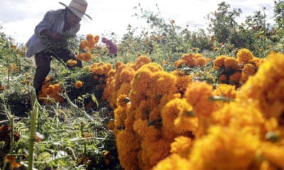 Fotografía del 19 de octubre de 2024 de un agricultor cosechando flores de cempasúchil, en el municipio de Atlixco (México). EFE/ Hilda Ríos