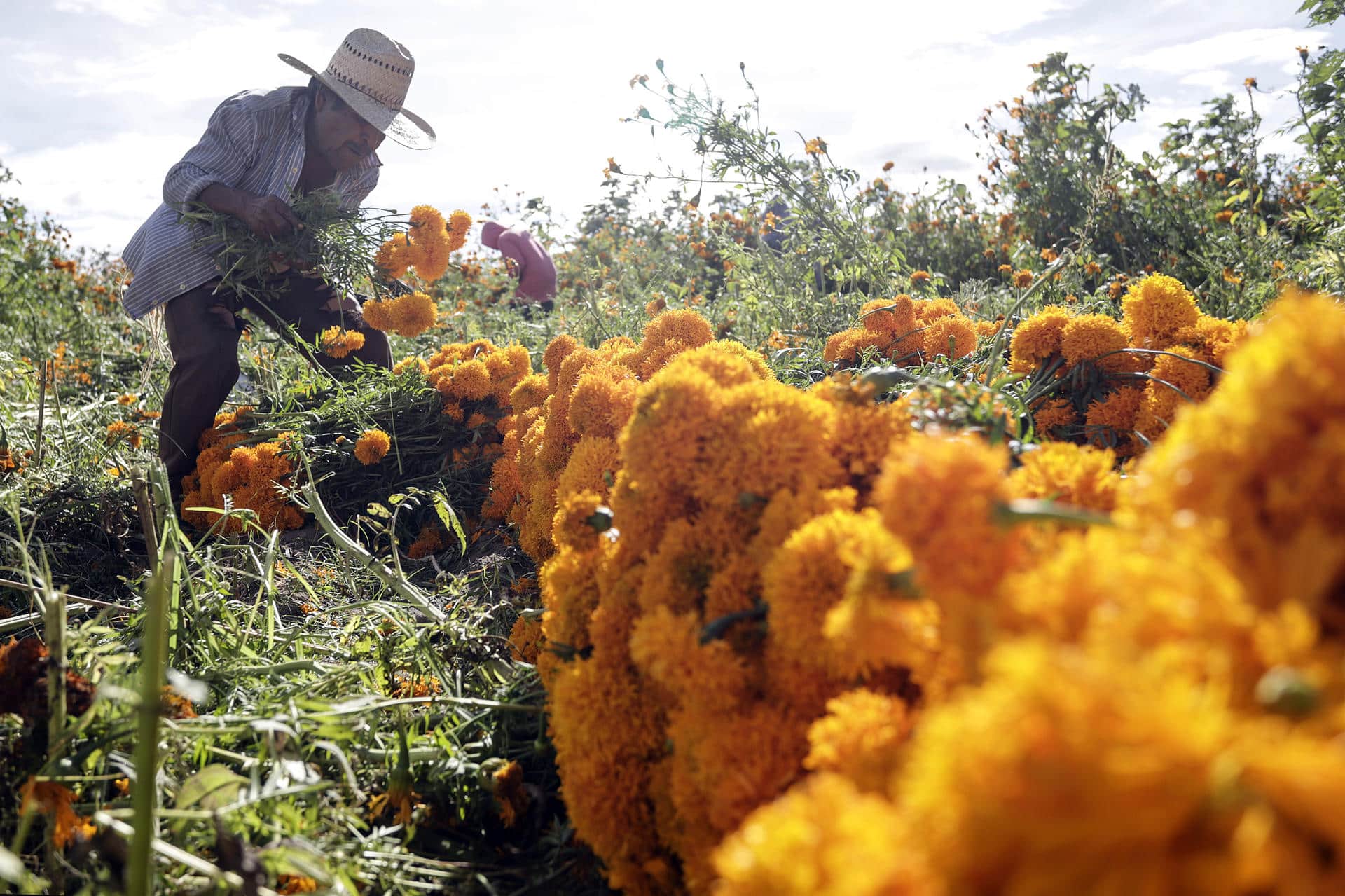 Fotografía del 19 de octubre de 2024 de un agricultor cosechando flores de cempasúchil, en el municipio de Atlixco (México). EFE/ Hilda Ríos