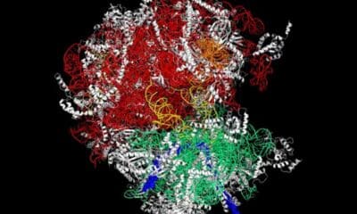 Representación de un ribosoma, con sus diferentes partes representadas en diferentes colores. Los ribosomas son las fábricas de proteínas de las células de nuestro cuerpo. Fotografía facilitada por el: Instituto del Cáncer de los Países Bajos. EFE