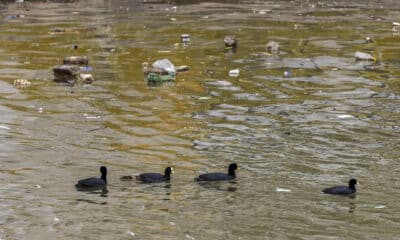 Fotografía de patos nadando en aguas con basura del río Riachuelo, que divide la Ciudad de Buenos Aires con la provincia de Buenos Aires (Argentina). EFE/ Juan Ignacio Roncoroni