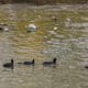 Fotografía de patos nadando en aguas con basura del río Riachuelo, que divide la Ciudad de Buenos Aires con la provincia de Buenos Aires (Argentina). EFE/ Juan Ignacio Roncoroni