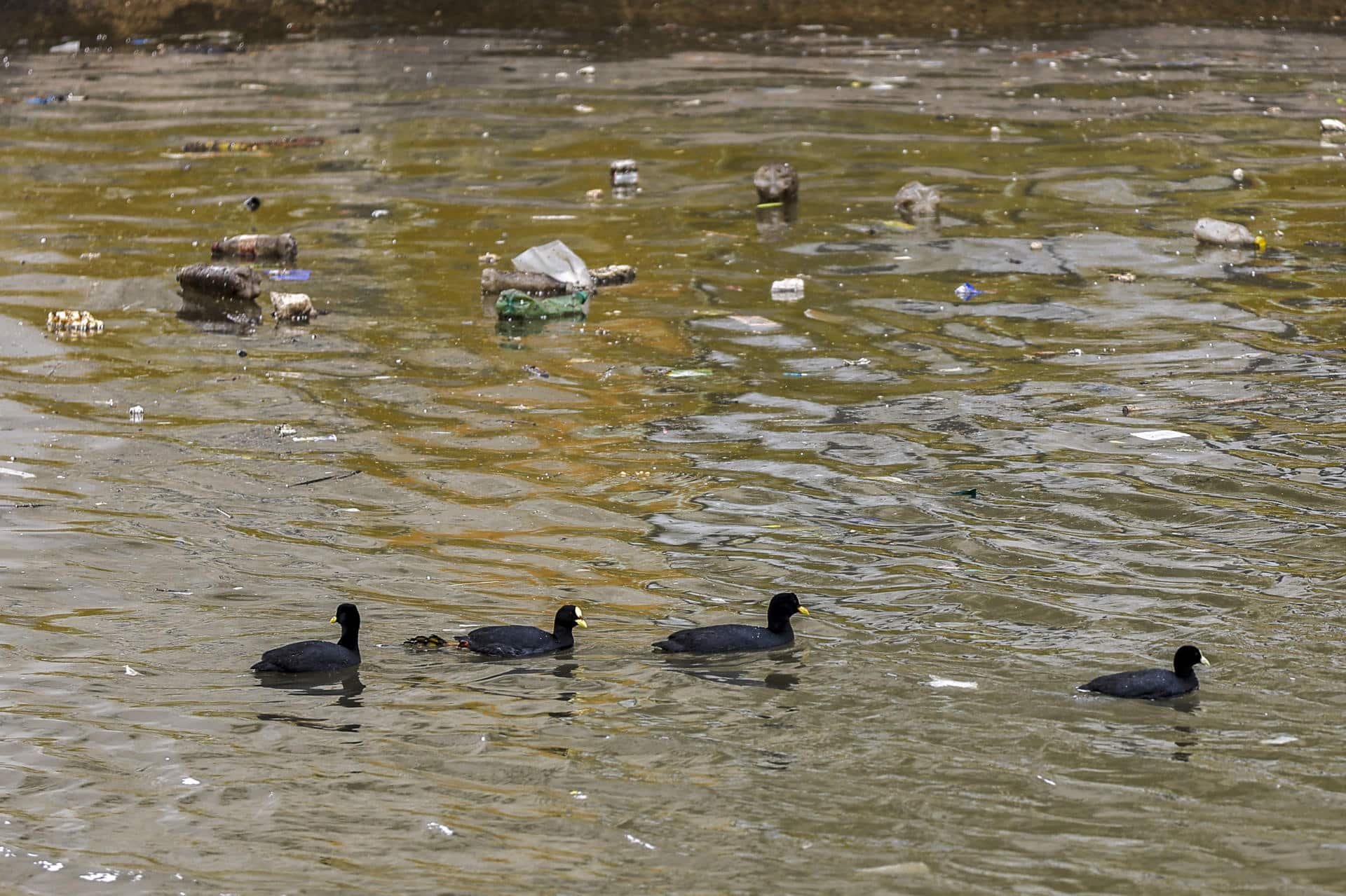 Fotografía de patos nadando en aguas con basura del río Riachuelo, que divide la Ciudad de Buenos Aires con la provincia de Buenos Aires (Argentina). EFE/ Juan Ignacio Roncoroni