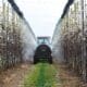 Un vehículo fumiga perales en un huerto de frutales, en una imagen de archivo. EFE/ Gyorgy Varga