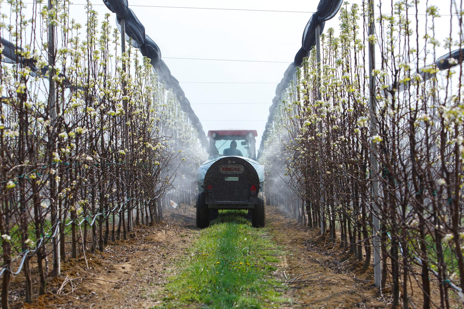 Un vehículo fumiga perales en un huerto de frutales, en una imagen de archivo. EFE/ Gyorgy Varga