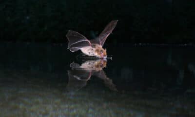 Los murciélagos hacen mapas mentales acústicos para orientarse según describe una investigación publicada este jueves en Science. En la foto un ejemplar de pipistrelle de Kuhl (‘Pipistrellus kuhlii’), la especie con la que se ha hecho el estudio. CRédito: Jens Rydell