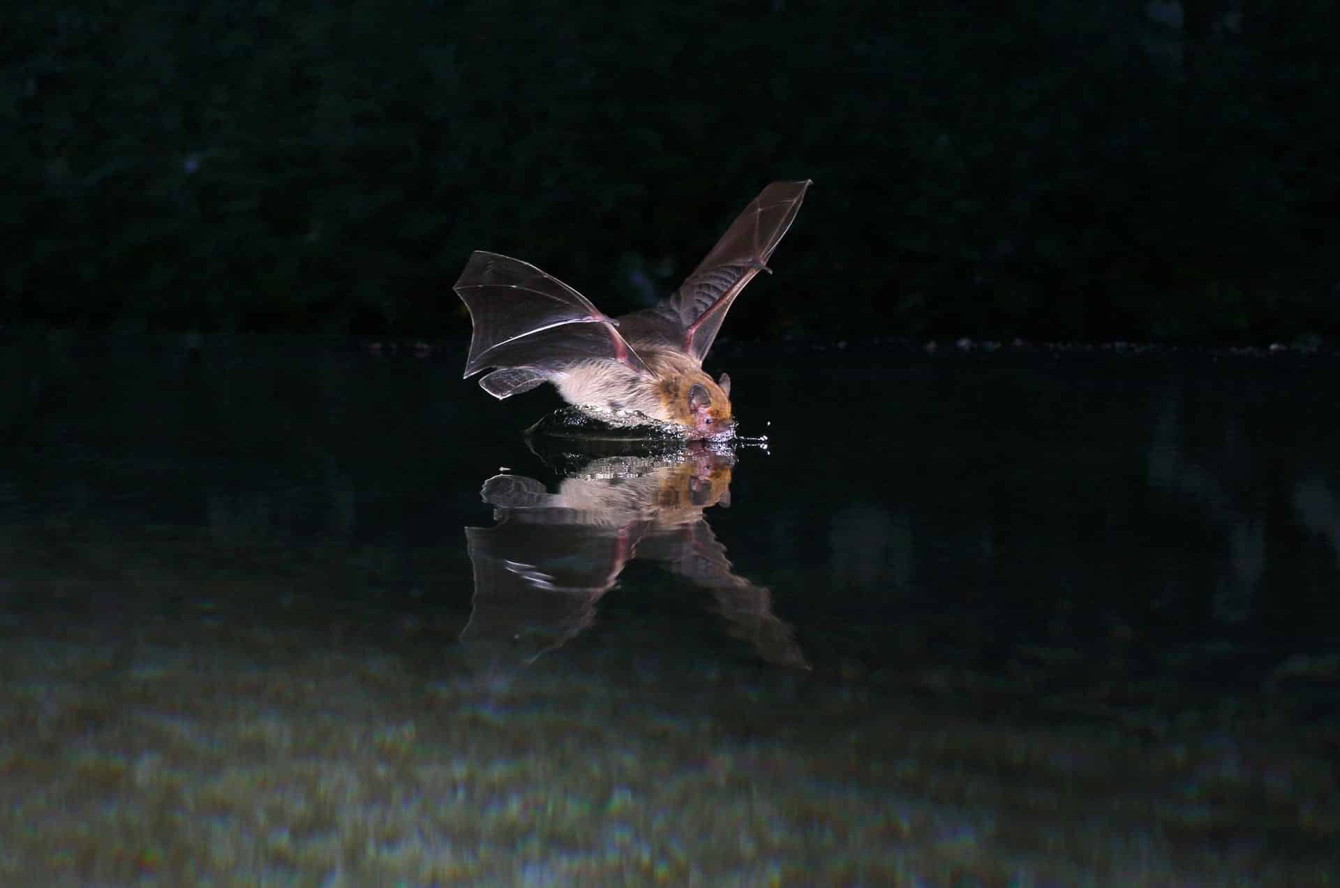 Los murciélagos hacen mapas mentales acústicos para orientarse según describe una investigación publicada este jueves en Science. En la foto un ejemplar de pipistrelle de Kuhl (‘Pipistrellus kuhlii’), la especie con la que se ha hecho el estudio. CRédito: Jens Rydell