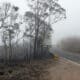 AME3249. SÍDNEY (AUSTRALIA), 30/10/2024.- Fotografía cedida por la Organización de Investigación Científica e Industrial del Commonwealth de árboles quemados tras un incendio forestal. Australia tendrá temporadas más largas de incendios forestales, una fuerte subida del nivel del mar, y registrará una mayor acidez en los océanos debido al incremento de las temperaturas causado por la crisis climática, según un informe oficial publicado este jueves. EFE/ Organización De Investigación Científica E Industrial Del Commonwealth / SOLO USO EDITORIAL/ SOLO DISPONIBLE PARA ILUSTRAR LA NOTICIA QUE ACOMPAÑA (CRÉDITO OBLIGATORIO)