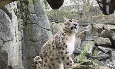 El Tierpark de Berlín, el mayor parque zoológico de Europa, celebra este miércoles el 'Día del Leopardo de las nieves' y llama a la protección de este felino en peligro de extinción que figura en la Lista Roja de la Unión Internacional para la Conservación de la Naturaleza (UICN). EFE/ Valesca Ricardo