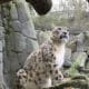 El Tierpark de Berlín, el mayor parque zoológico de Europa, celebra este miércoles el 'Día del Leopardo de las nieves' y llama a la protección de este felino en peligro de extinción que figura en la Lista Roja de la Unión Internacional para la Conservación de la Naturaleza (UICN). EFE/ Valesca Ricardo