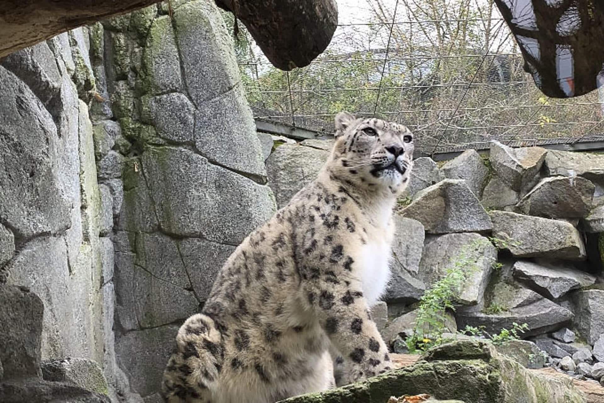 El Tierpark de Berlín, el mayor parque zoológico de Europa, celebra este miércoles el 'Día del Leopardo de las nieves' y llama a la protección de este felino en peligro de extinción que figura en la Lista Roja de la Unión Internacional para la Conservación de la Naturaleza (UICN). EFE/ Valesca Ricardo