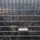 Fotografía de archivo aérea realizada con un dron que muestra a trabajadores en un rascacielos en el distrito financiero de Lujiazui en Shanghai, China. EFE/ALEX PLAVEVSKI
//////////
Shanghái (China).- Una fotografía aérea tomada con un dron muestra a trabajadores limpiando ventanas de un rascacielos en el distrito financiero de Lujiazui en Shanghai, China, el 7 de septiembre de 2021. Las acciones chinas subieron porque las exportaciones de China superaron las expectativas. Las exportaciones de China aumentaron un 25,6 por ciento interanual en agosto de 2021, informó hoy la Oficina Nacional de Estadísticas. Debido a la creciente demanda externa y a los altos precios de los productos básicos, este es el decimocuarto mes consecutivo de crecimiento en los envíos de exportación. EFE/EPA/ALEX PLAVEVSKI
CHINA ECONOMÍA BOLSA EXPORTACIÓN: Shanghai (China).- Una foto aérea realizada con un dron muestra a trabajadores limpiando ventanas en un rascacielos en el distrito financiero de Lujiazui en Shanghai, China, hoy 7 de septiembre de 2021. Las acciones chinas subieron mientras las exportaciones de China superaron las expectativas. Las exportaciones de China aumentaron un 25,6 por ciento interanual en agosto de 2021, informó hoy la Oficina Nacional de Estadísticas. Debido al aumento de la demanda externa y los altos precios de las materias primas, este es el decimocuarto mes consecutivo de crecimiento en los envíos de exportación. EFE/ALEX PLAVEVSKI