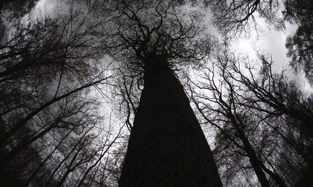 En la imagen de archivo, vista general de varios árboles de hoja caduca desnudos en el bosque de Königsforst en Colonia (Alemania). EFE/Oliver Berg