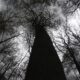 En la imagen de archivo, vista general de varios árboles de hoja caduca desnudos en el bosque de Königsforst en Colonia (Alemania). EFE/Oliver Berg