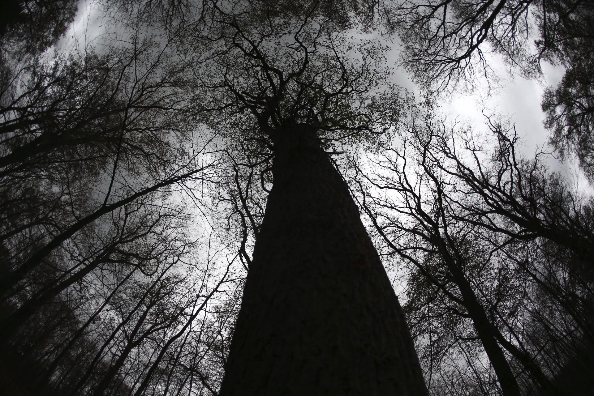 En la imagen de archivo, vista general de varios árboles de hoja caduca desnudos en el bosque de Königsforst en Colonia (Alemania). EFE/Oliver Berg