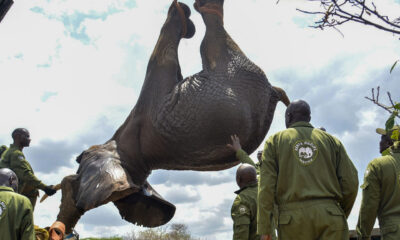 El Servicio de Vida Silvestre de Kenia (KWS, por sus siglas inglesas) inició el traslado de 50 elefantes desde la Reserva Nacional de Mwea al Parque nacional de Aberdare, ambos situados en el centro del país, para mejorar la coexistencia entre el hombre y la vida salvaje. EFE/Kenya Wildlife Service / SOLO USO EDITORIAL/SOLO DISPONIBLE PARA ILUSTRAR LA NOTICIA QUE ACOMPAÑA (CRÉDITO OBLIGATORIO)