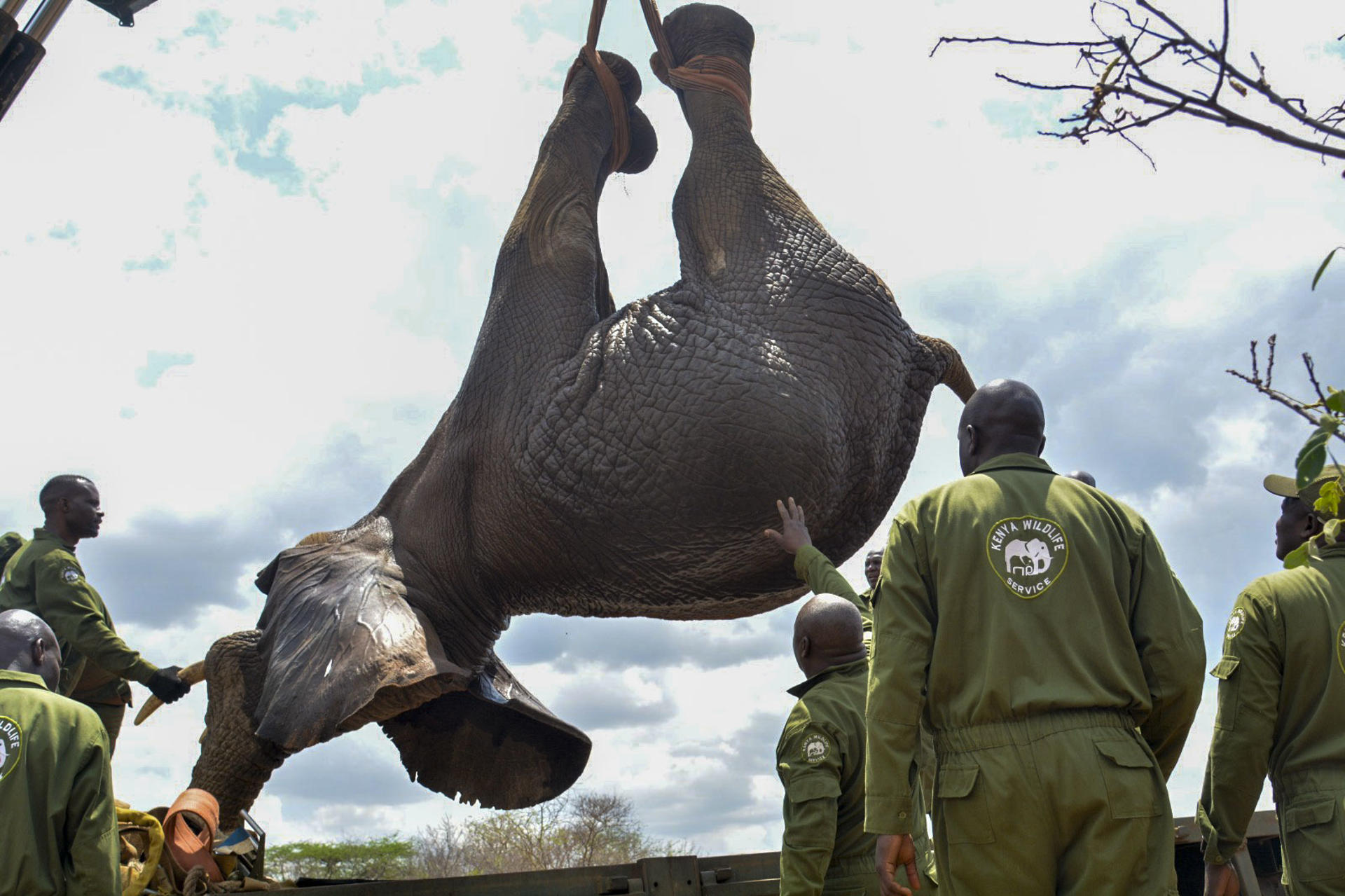 El Servicio de Vida Silvestre de Kenia (KWS, por sus siglas inglesas) inició el traslado de 50 elefantes desde la Reserva Nacional de Mwea al Parque nacional de Aberdare, ambos situados en el centro del país, para mejorar la coexistencia entre el hombre y la vida salvaje. EFE/Kenya Wildlife Service / SOLO USO EDITORIAL/SOLO DISPONIBLE PARA ILUSTRAR LA NOTICIA QUE ACOMPAÑA (CRÉDITO OBLIGATORIO)