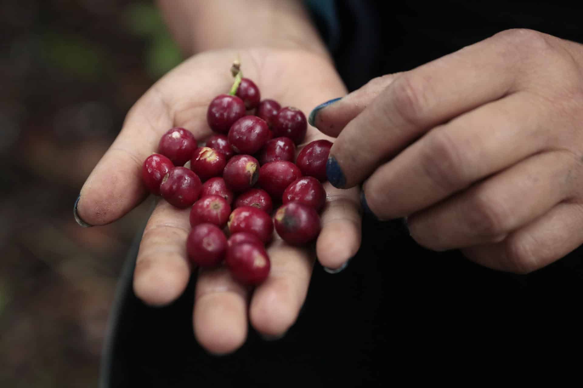 Fotografía de archivo de granos de café colombianos. EFE/ Carlos Ortega