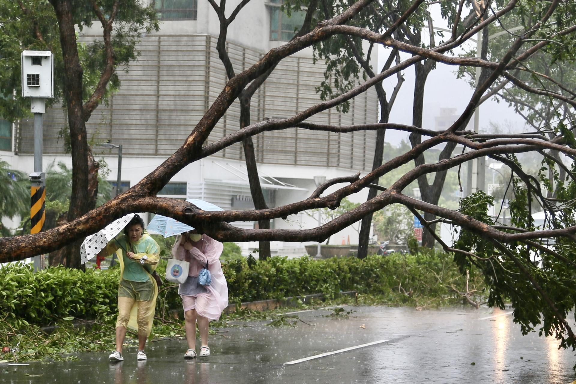 Unas mujeres que intentan protegerse de la lluvia y el viento con sendos paraguas encuentran a su paso un árbol caído en Kaohsiung, una importante ciudad portuaria del sur de Taiwán, donde tocó tierra este jueves el tifón Krathon, que mantuvo su avance por la región meridional de la isla con rachas de viento de hasta 136,8 kilómetros por hora (km/h), según informó la Agencia Meteorológica Central (CWA) taiwanesa. EFE/ Ritchie B. Tongo