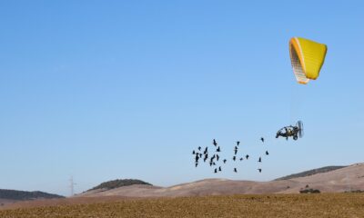 Treinta y seis ibis eremitas han recorrido 2.800 kilómetros tras dos "madres" humanas que vuelan en ultraligero hasta llegar a Medina Sidonia, en Cádiz, repitiendo así la "hazaña" que el año pasado hizo otra bandada de la misma especie. EFE/Junta de Andalucía //SOLO USO EDITORIAL/SOLO DISPONIBLE PARA ILUSTRAR LA NOTICIA QUE ACOMPAÑA (CRÉDITO OBLIGATORIO)//