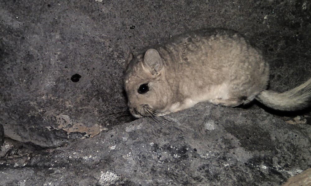 Fotografía cedida por Greenpeace de una chinchilla cola corta en Chile. La organización internacional de defensa medioambiental Greenpeace alertó este miércoles sobre la posible extinción de tres especies animales en Chile a causa de la expansión de la minería, en el marco del Día Nacional del Medioambiente. EFE/ Greenpeace